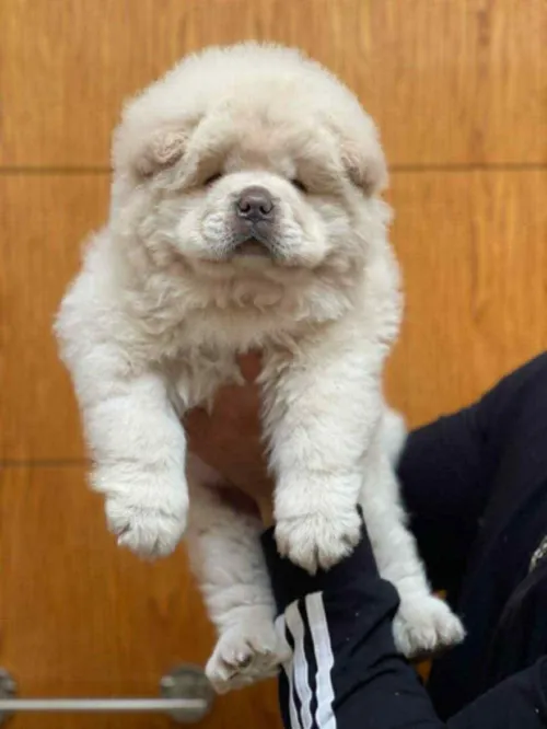 Chowchow