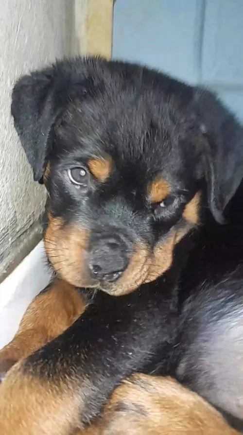 Rottweiler