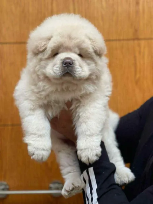 Chowchow