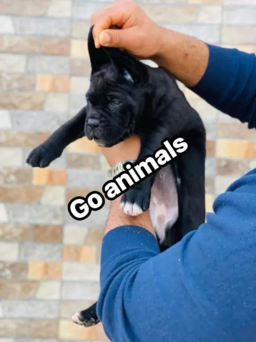 Cane corso