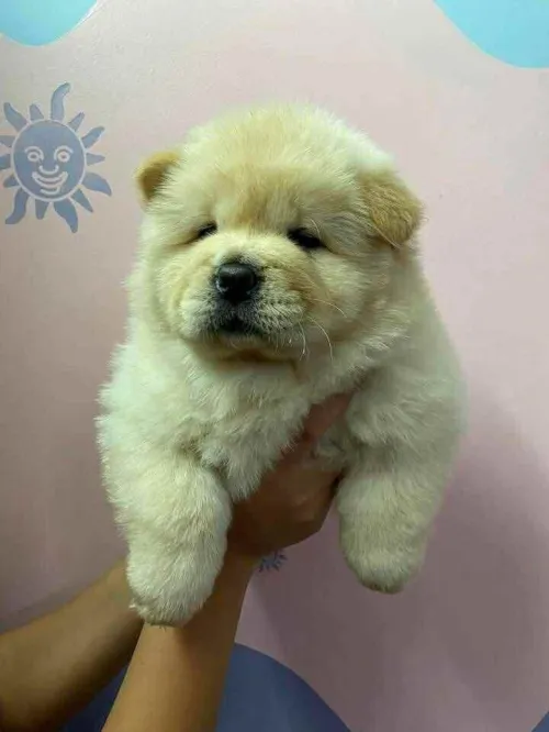 Chowchow