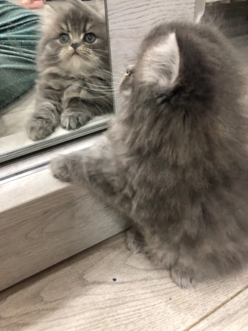 Chat persan