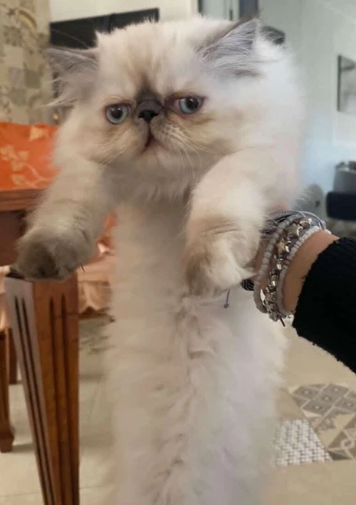 Chat persan 2 mois et demi