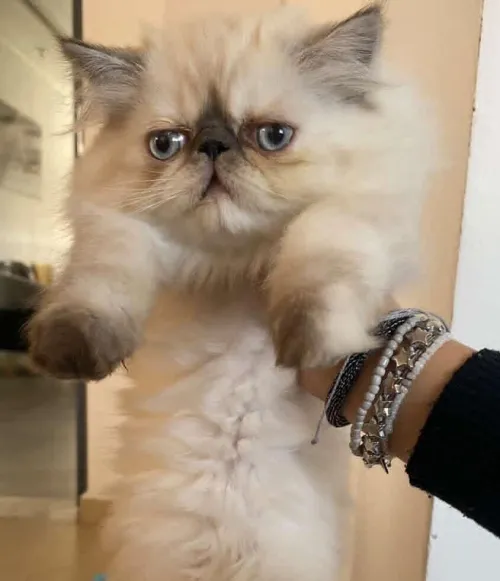 Chat persan 2 mois et demi