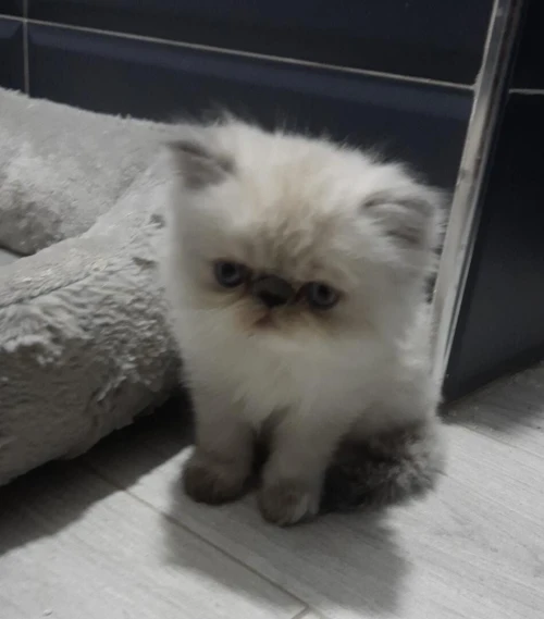 Chat persan 2 mois et demi