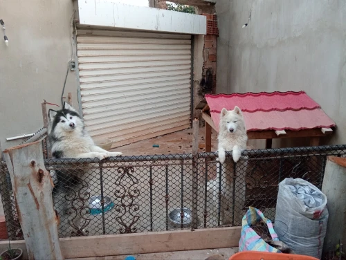 Couple Husky