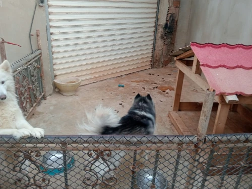 Couple Husky