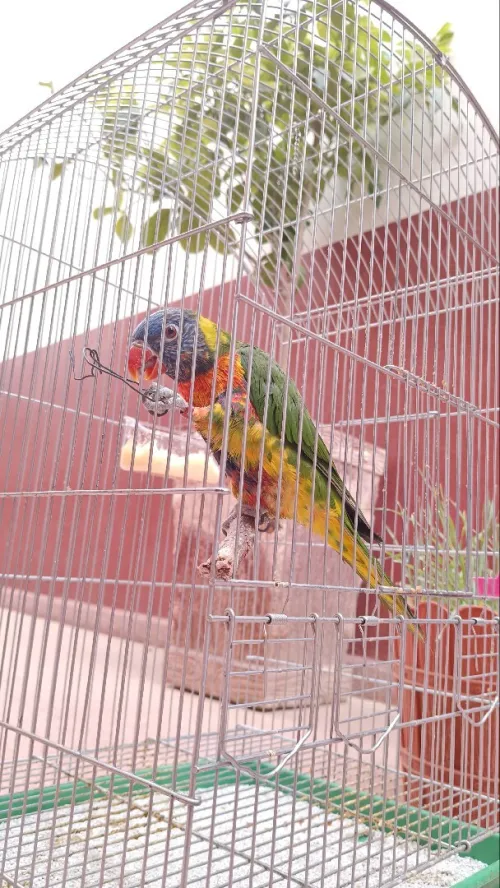 perroquet loriquet