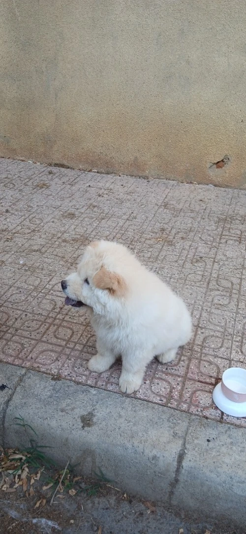 Chien chaw chaw