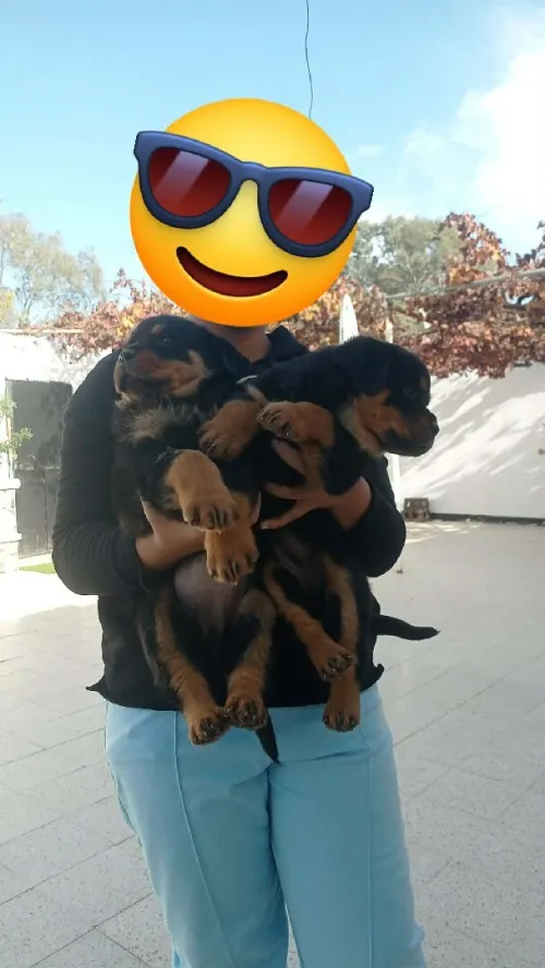 Chien