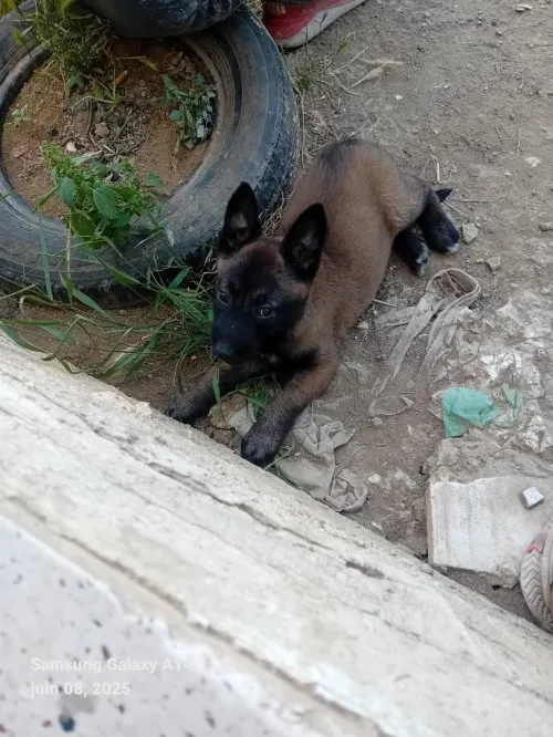 Chien