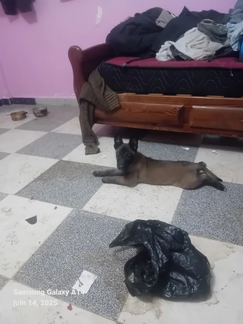 Chien
