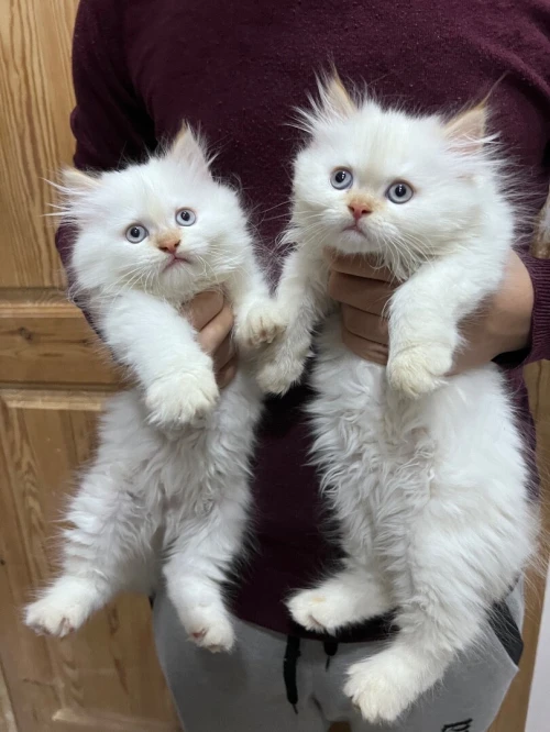 Chat persan à vendre