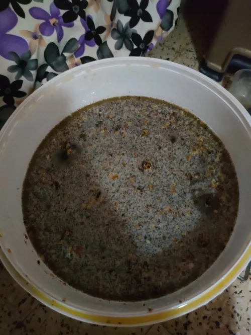 عسل طبيعي حر 100/100 من جبال جيجل