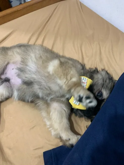 Pekinois malle lage 2mois avec carnet et vaccin 