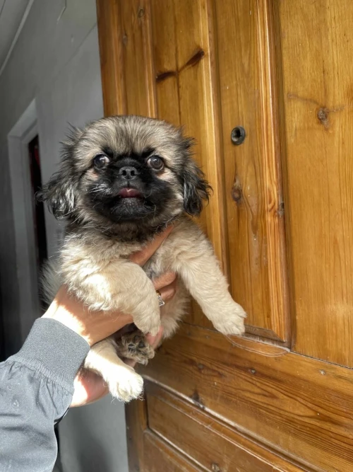 Pekinois malle lage 2mois avec carnet et vaccin 