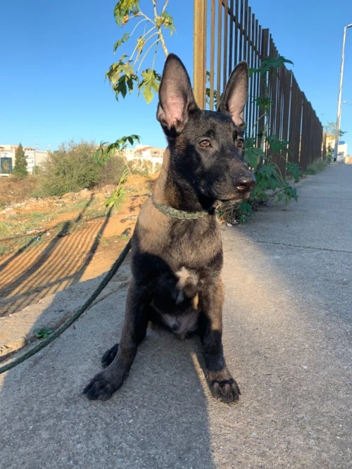 malinois 