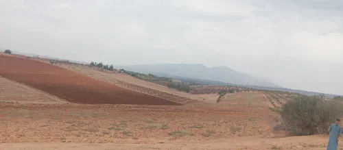 Vente Terrain Agricole Tipaza Meurad