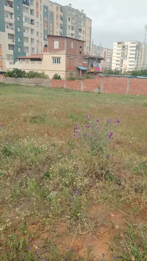 Vente Terrain Alger Ouled fayet