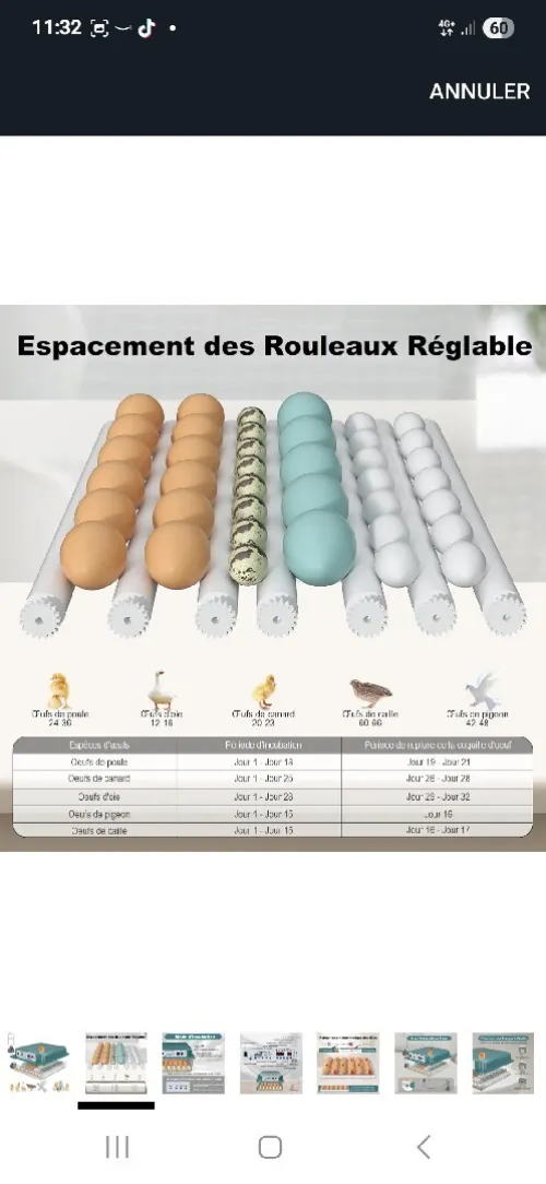Couveuse حاضنة venu de Belgique