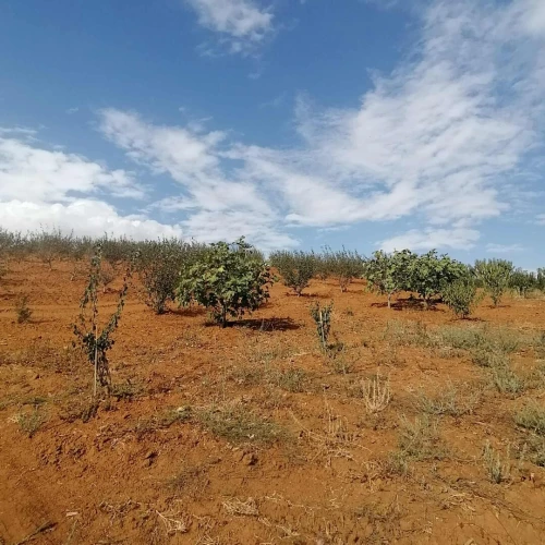 Vente Terrain Agricole Médéa Benchicao
