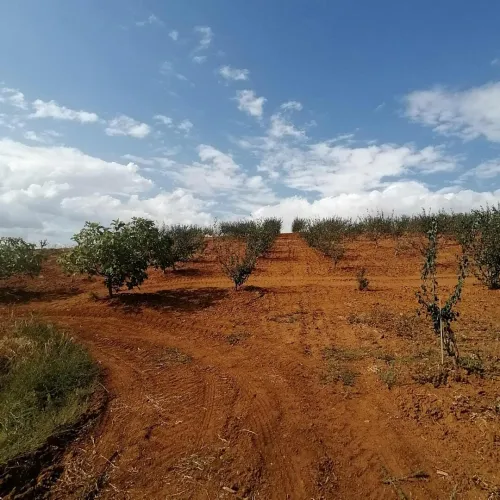 Vente Terrain Agricole Médéa Benchicao