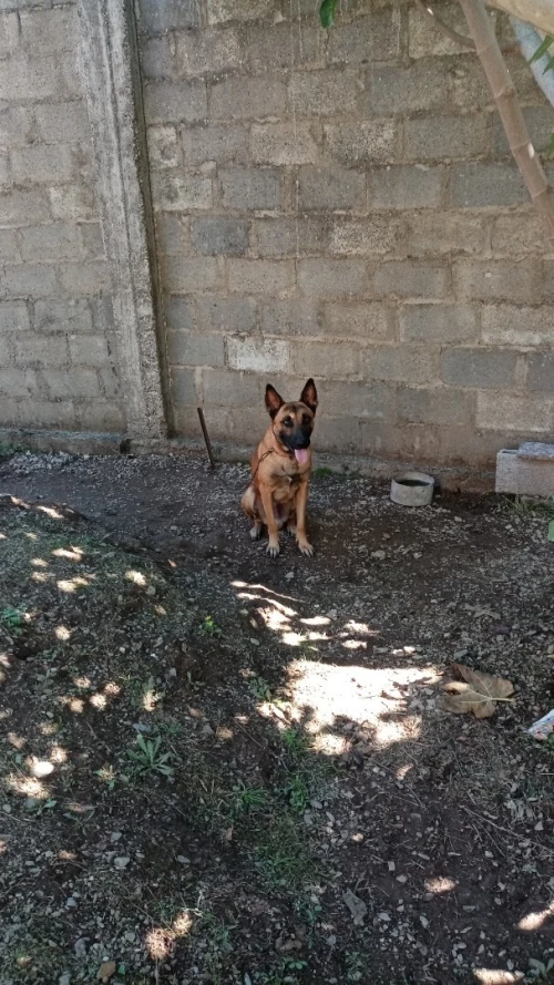 Malinois à échanger ou vente