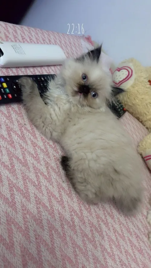 Chat