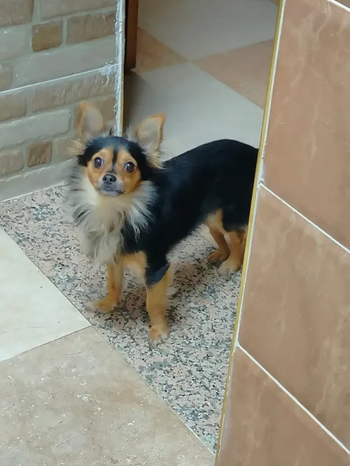 Chien Chihuahua
