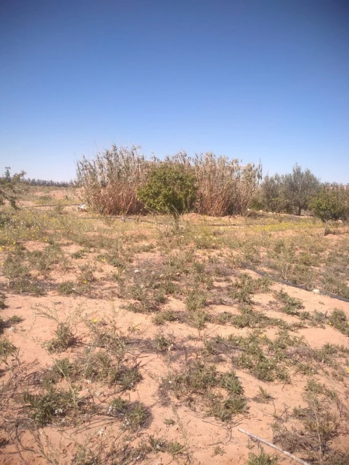 Vente Terrain Agricole Laghouat Laghouat