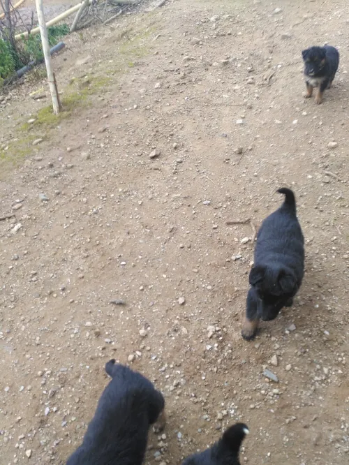chiots croisé berger allemand