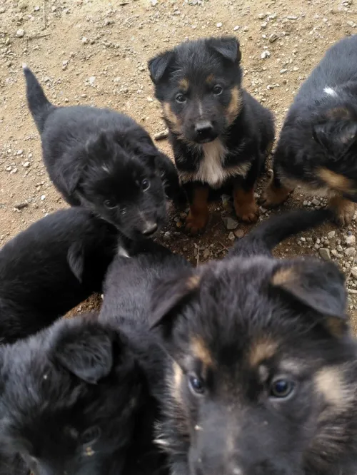 chiots croisé berger allemand