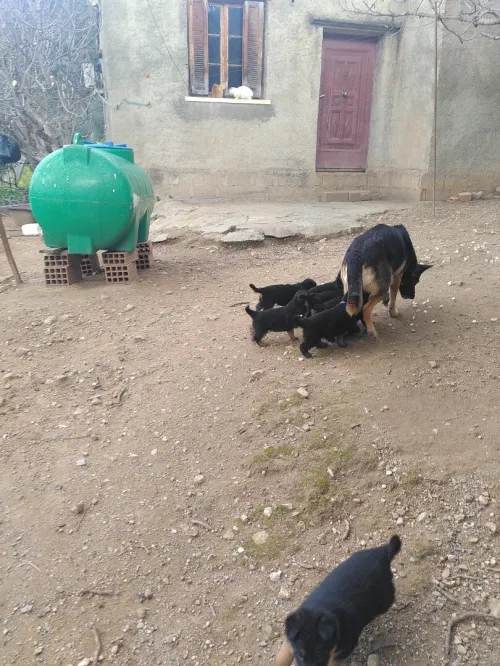 chiots croisé berger allemand