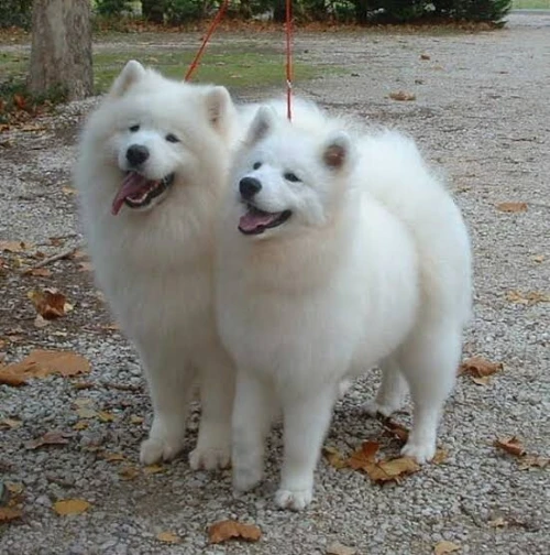 Couple Samoyed Ras rare
