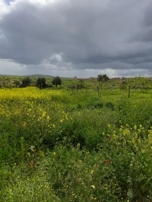 Vente Terrain Agricole Aïn Témouchent Sidi safi
