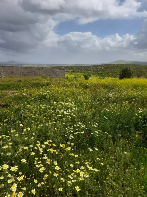 Vente Terrain Agricole Aïn Témouchent Sidi safi