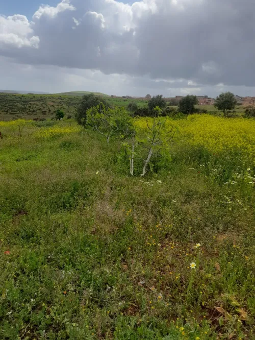 Vente Terrain Agricole Aïn Témouchent Sidi safi