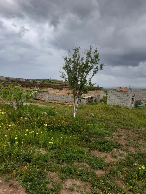 Vente Terrain Agricole Aïn Témouchent Sidi safi