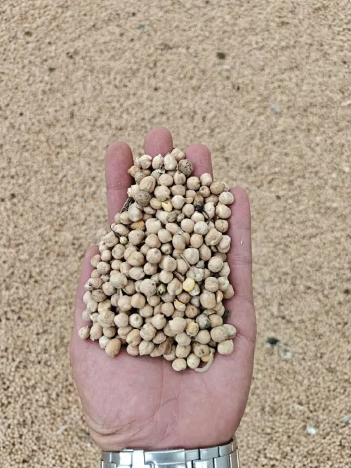 حمص