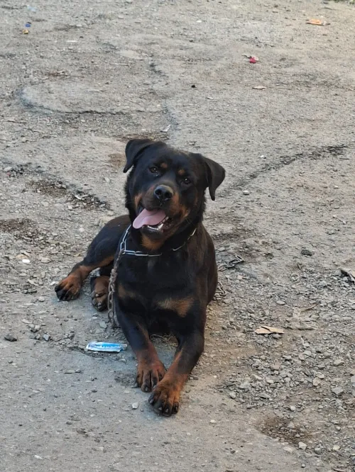 Rottweiler serbie