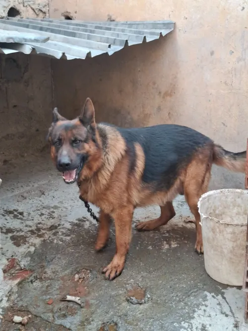 Berger allemand pedigree