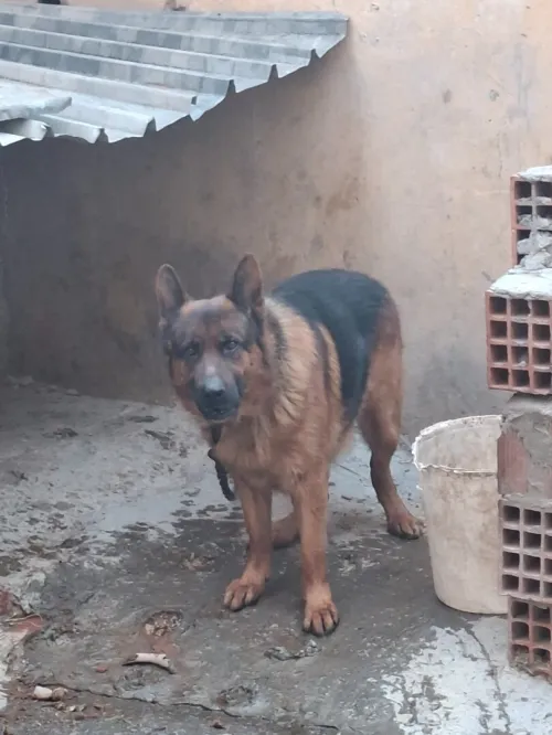 Berger allemand pedigree