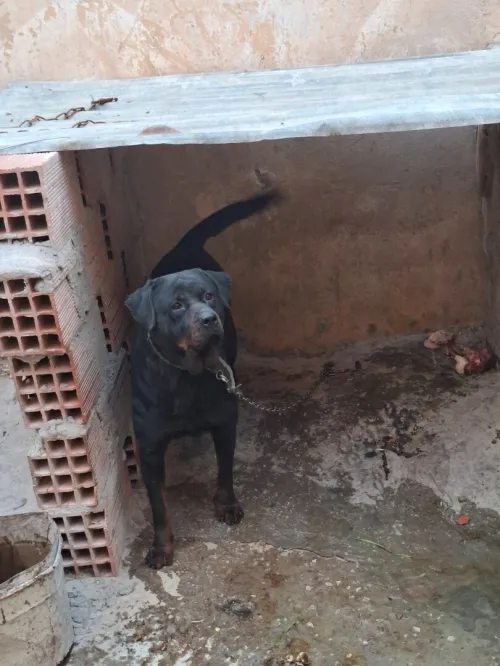 rottweiler serbie