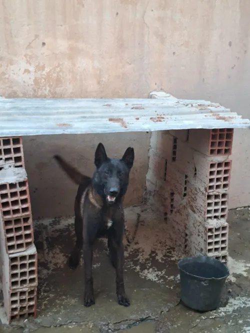 Malinois