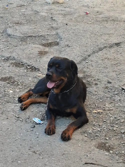 Rottweiler serbie