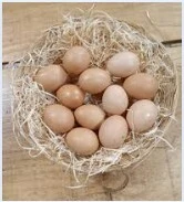 vente d'oeufs Bio. oeuf de poule 