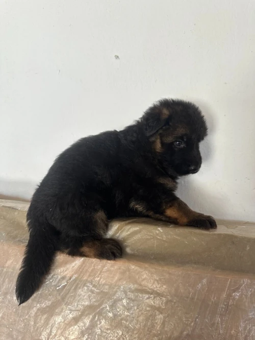 Ventes des chiens de race
