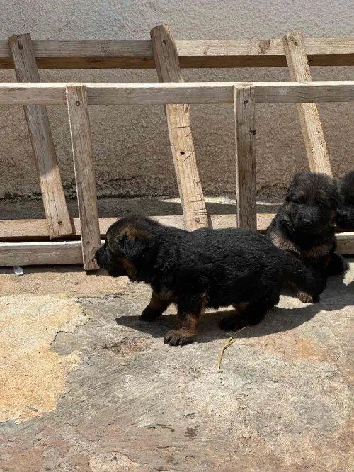 Ventes des chiens de race