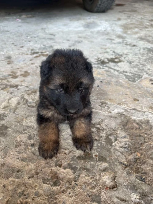 Ventes des chiens de race
