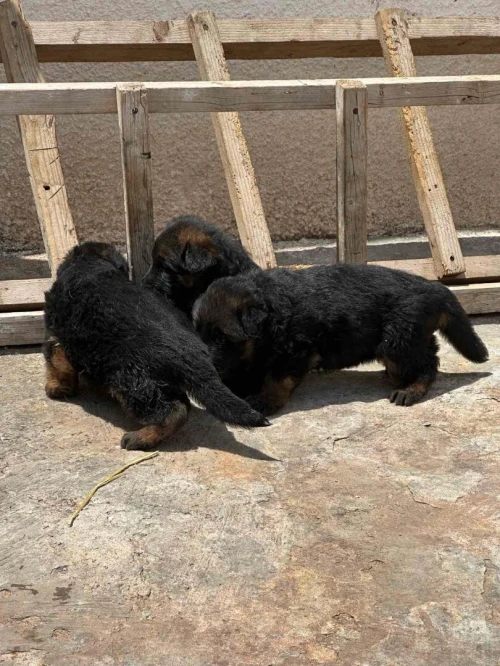Ventes des chiens de race